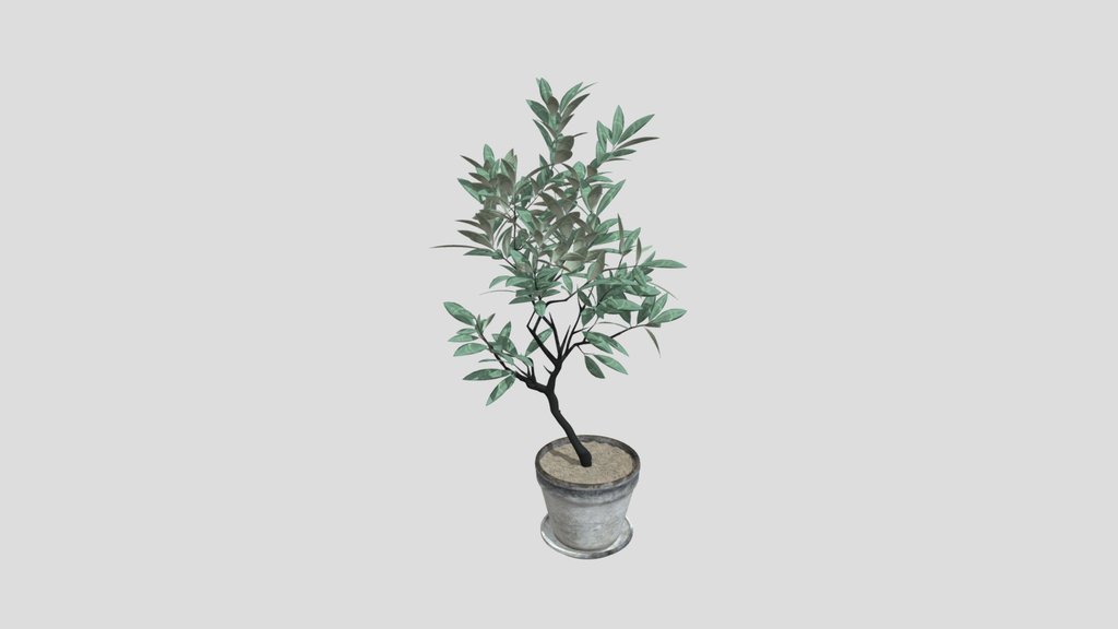 Olive Tree Potted Plant