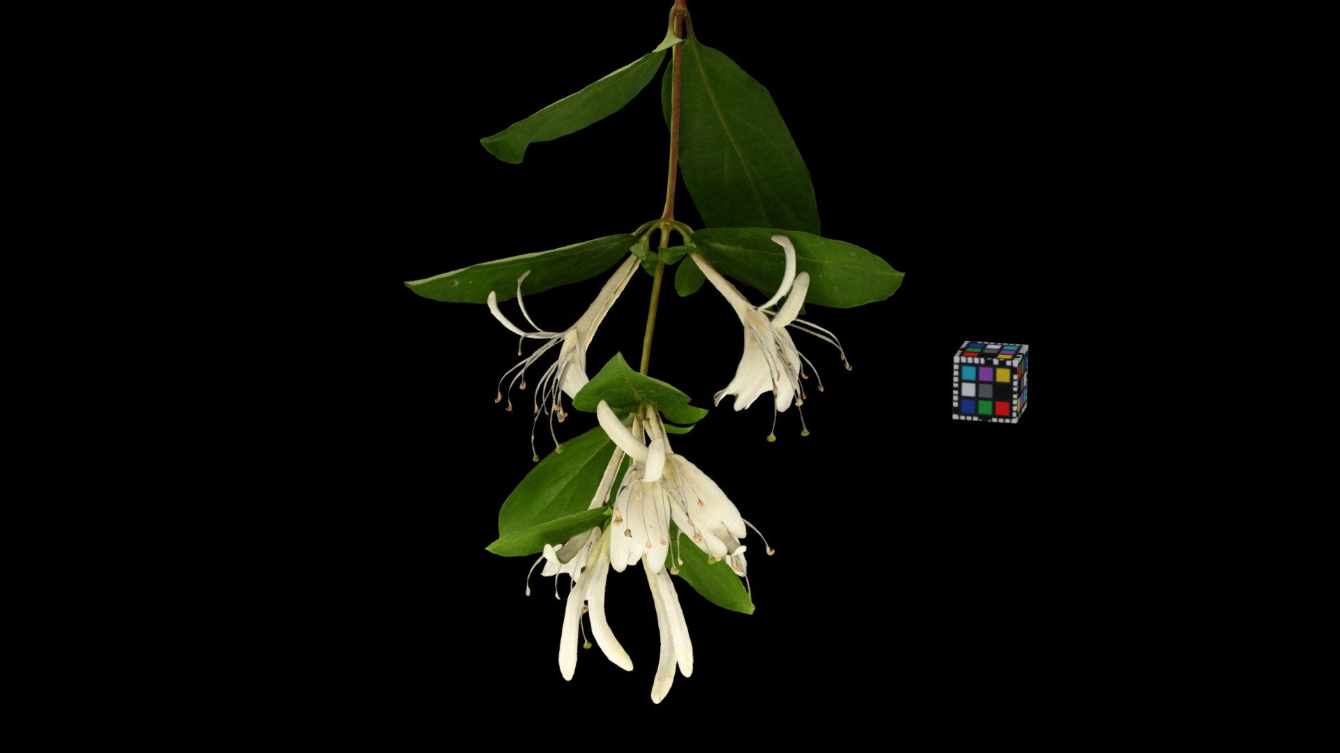 スイカズラ Japanese Honeysuckle, Lonicera japonica