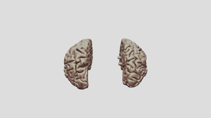 Human_Brain 3D Model