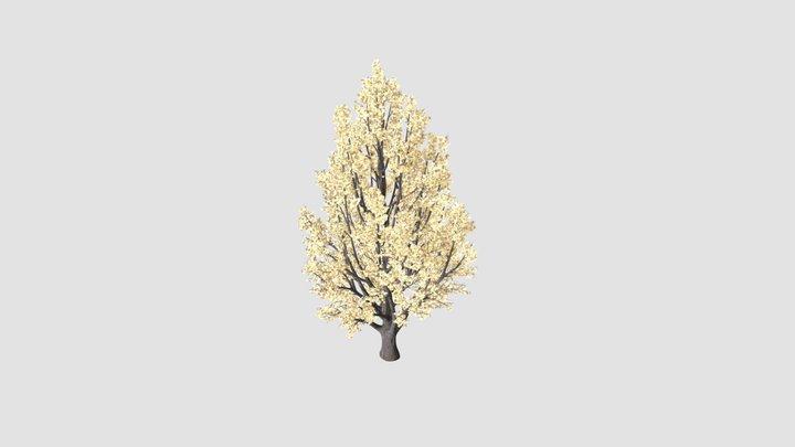 ginkgo tree 3D Model