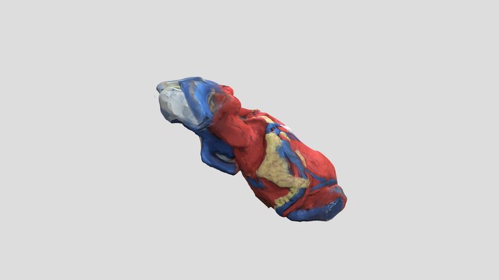 H3 heart model 3D Model