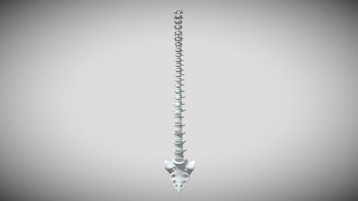 printable spine divided into vertebrae 3D Model