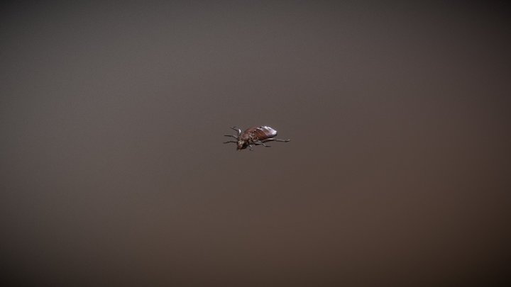 Dragonfly Nymph 3D Model