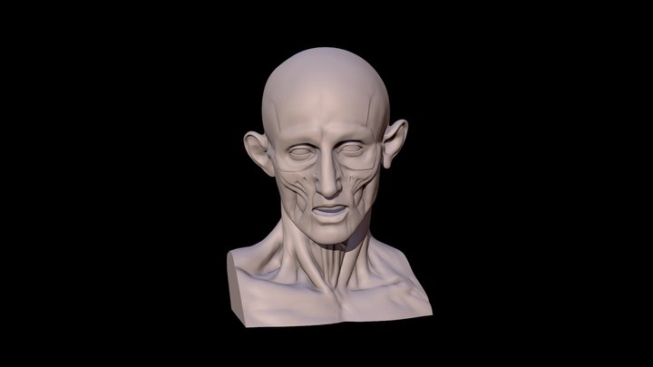 Houdon Ecorche Head (Écorché) 3D Model