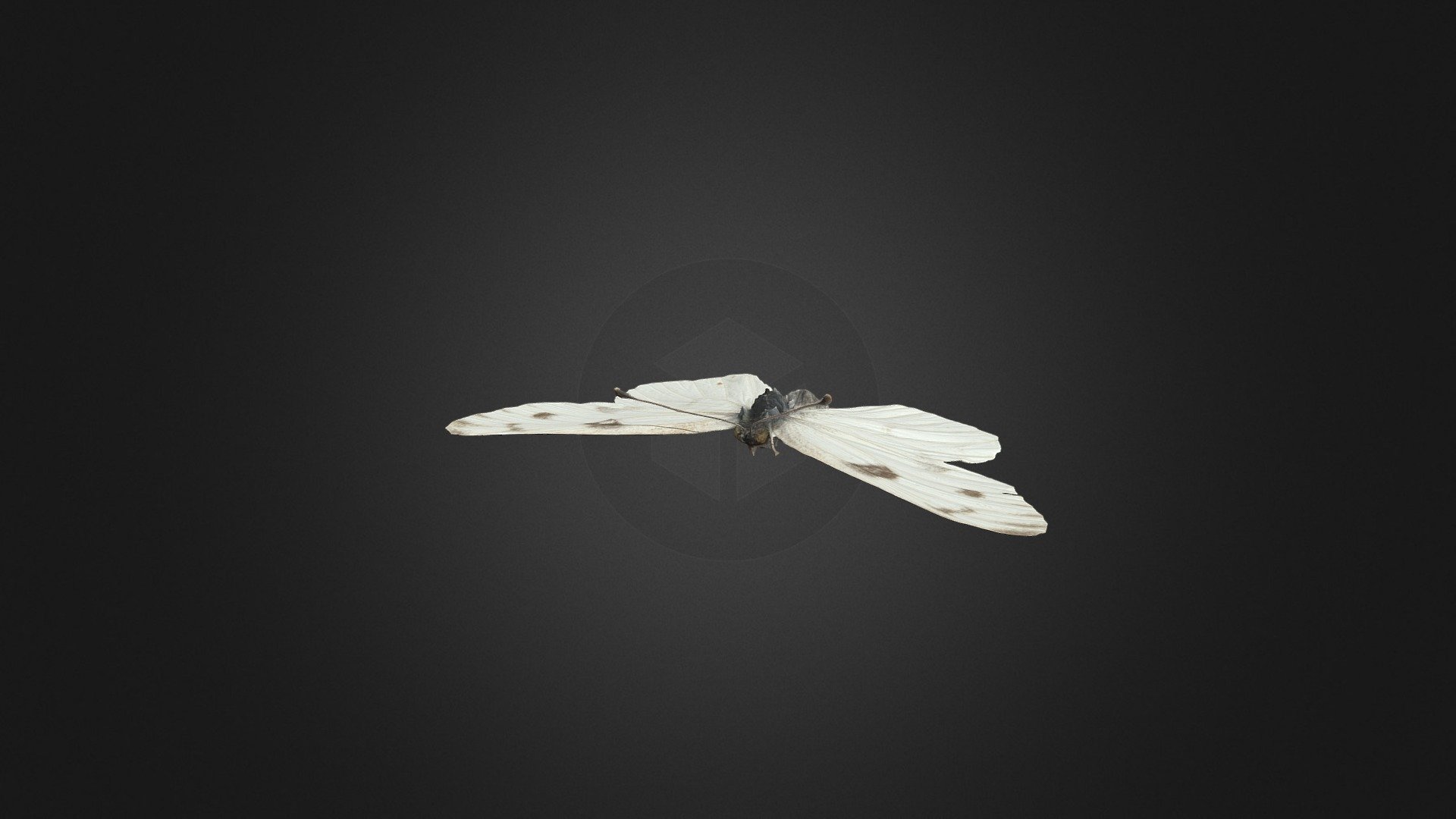 Southern Cabbage Butterfly 3D model by University Libraries at