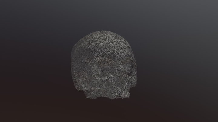 Human Skull - female 78 years old 3D Model