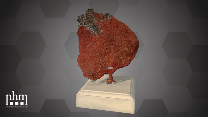 Gorgonia (NHMW-ZOO-EV-0000168) – Gratis 3D-model STL