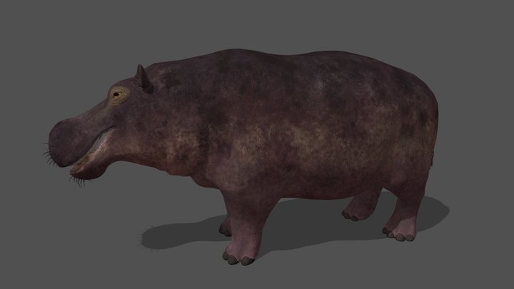 Animated Hippo – 3D Animal Model