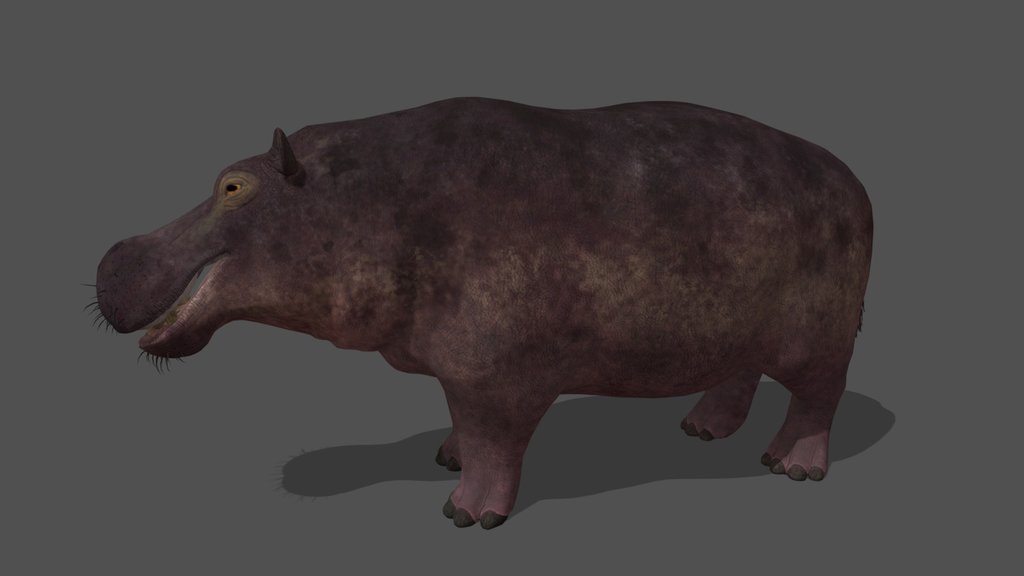 Animated Hippo – 3D Animal Model