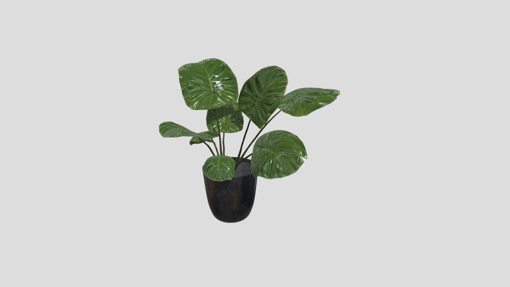 Sj Monstera Deliciosa Set 01