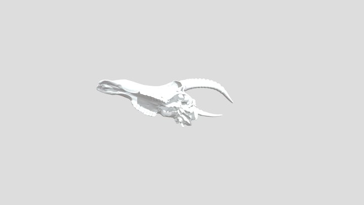 动物头骨 3D Model