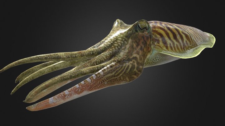 Cuttlefish 3D Model