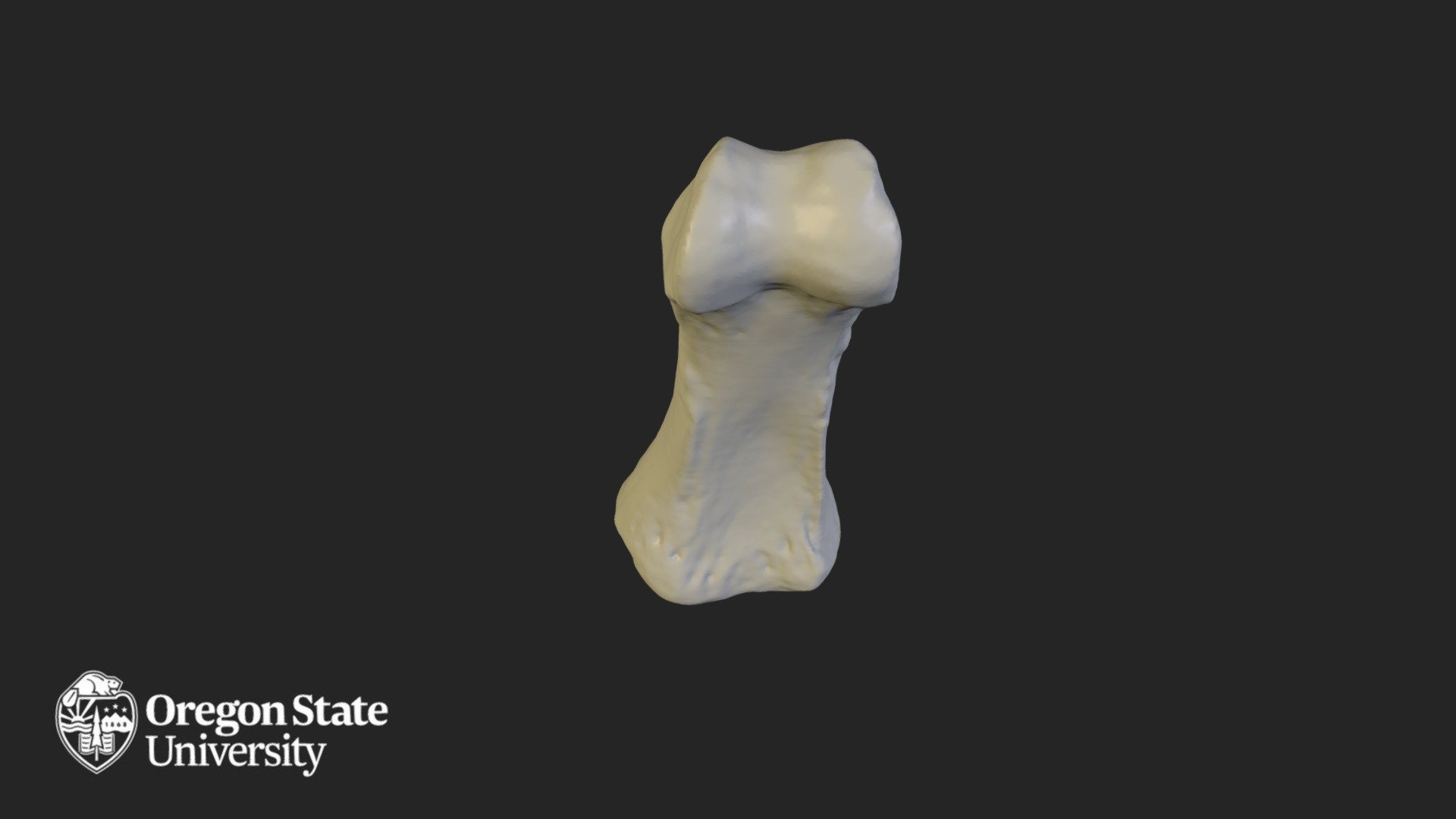 Proximal Phalange 2 — Sketchfab embed 3D viewer