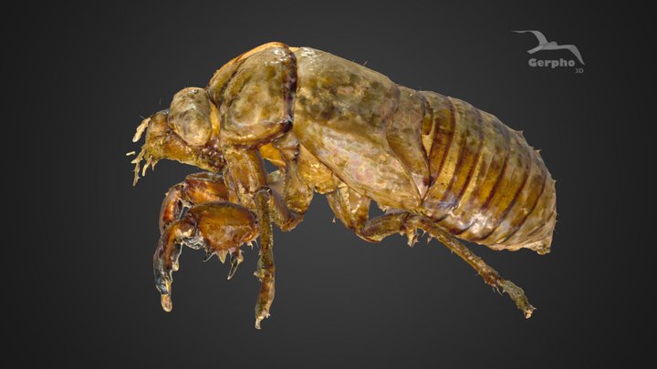 Exoskeleton of a Cicada (mue de Cigale)- scan 3D Model