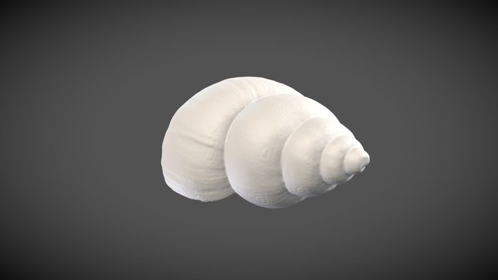 Bulinus cernicus (Morelet, 1867) – Modello 3D gratuito STL