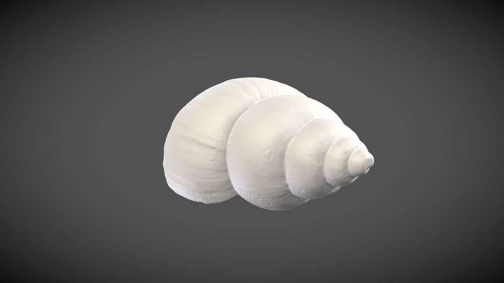 Bulinus cernicus (Morelet, 1867)