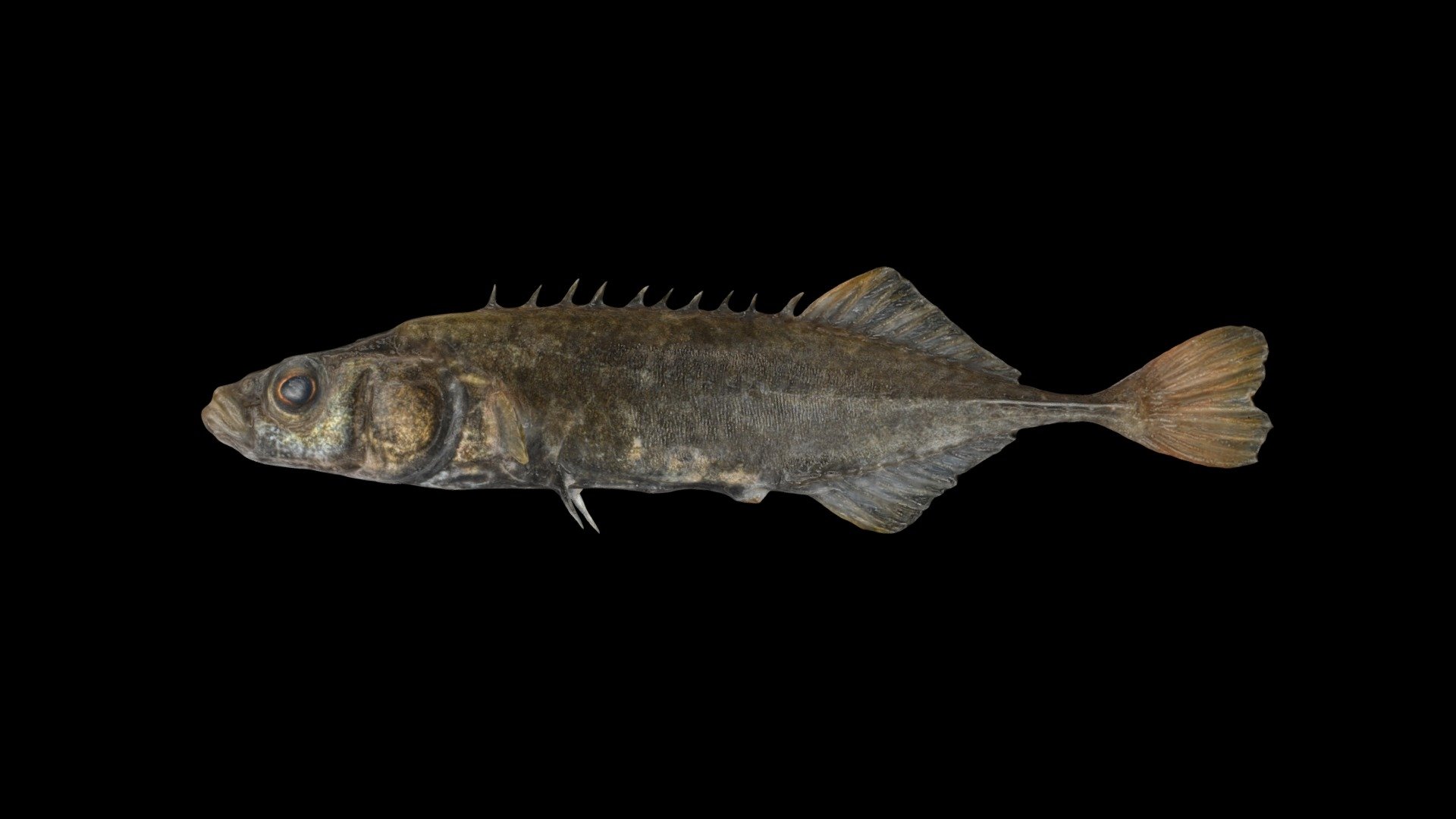 エゾトミヨ ♂ Ezo Stickleback, Pungitius tymensis