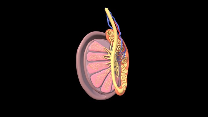 Anatomy of Human Testis 3D Model