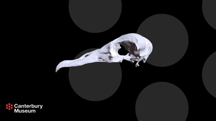 Fairy Prion Skull 3D Model