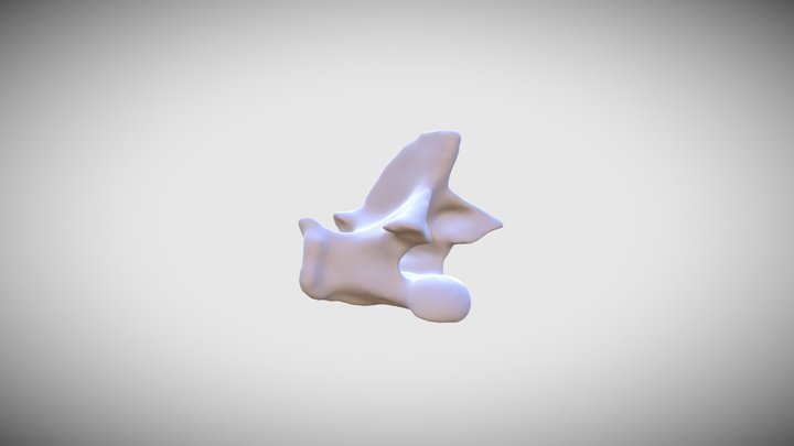Tupinambis teguixin - LSUMZ 47686 - T7 3D Model