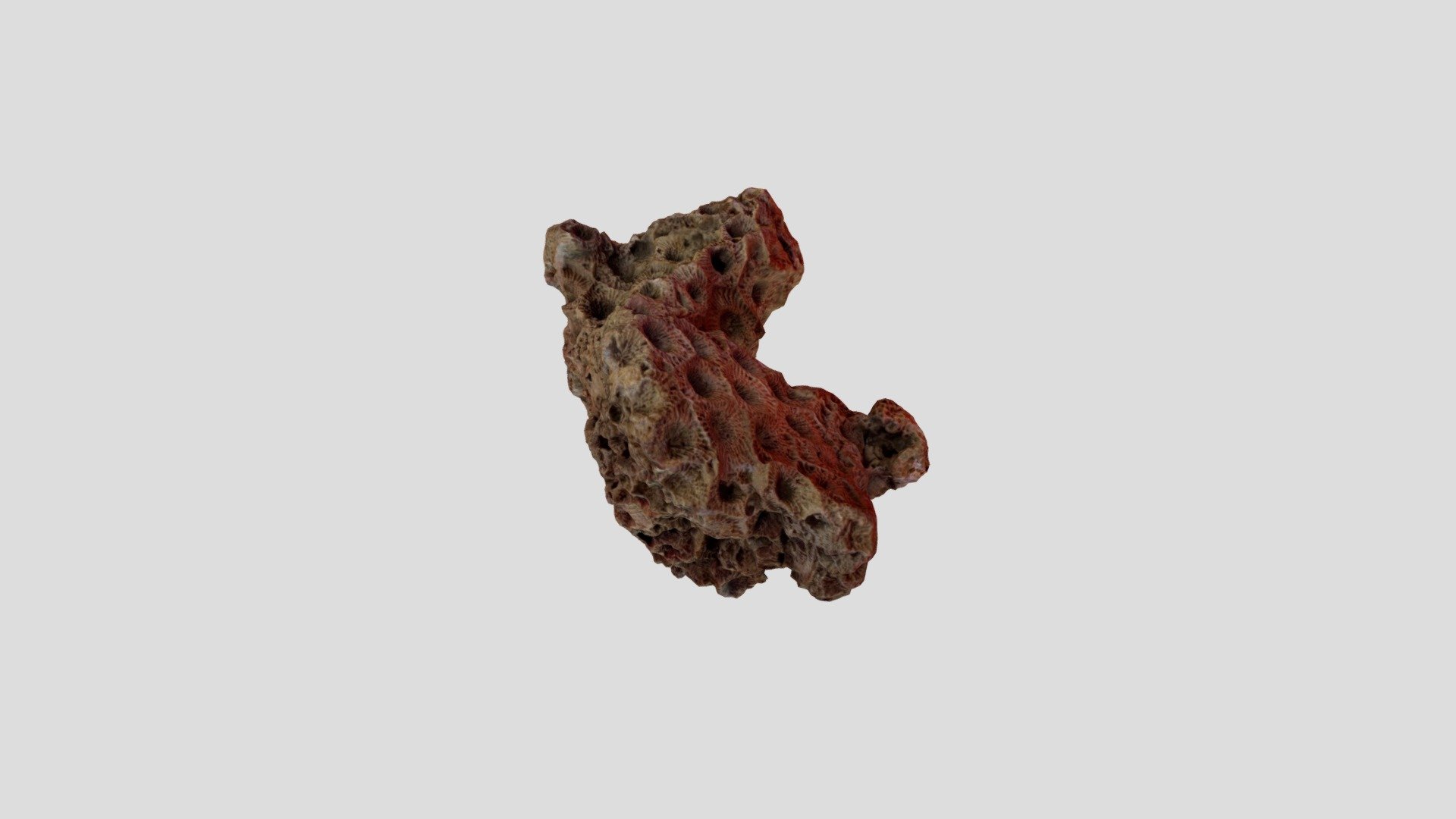 Hexagonaria Percarinata