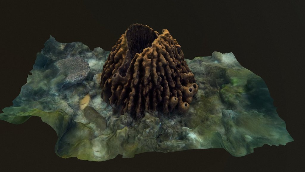 Barrel Sponge - Xestospongia testudinaria