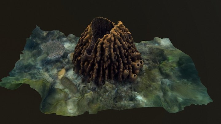 Barrel Sponge - Xestospongia testudinaria 3D Model