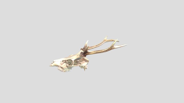 HEAD 3D Model