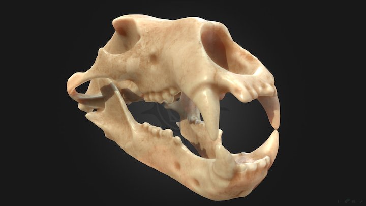 The skull of the polar bear – Kostenloses 3D-Modell STL
