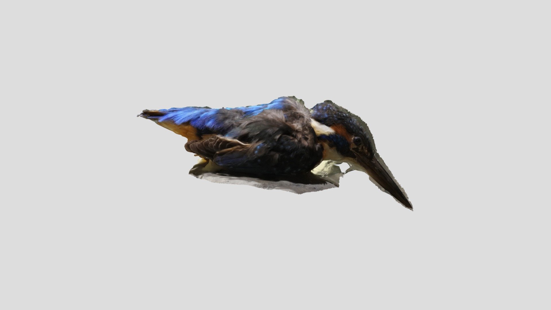 カワセミ by K. Ishizaka