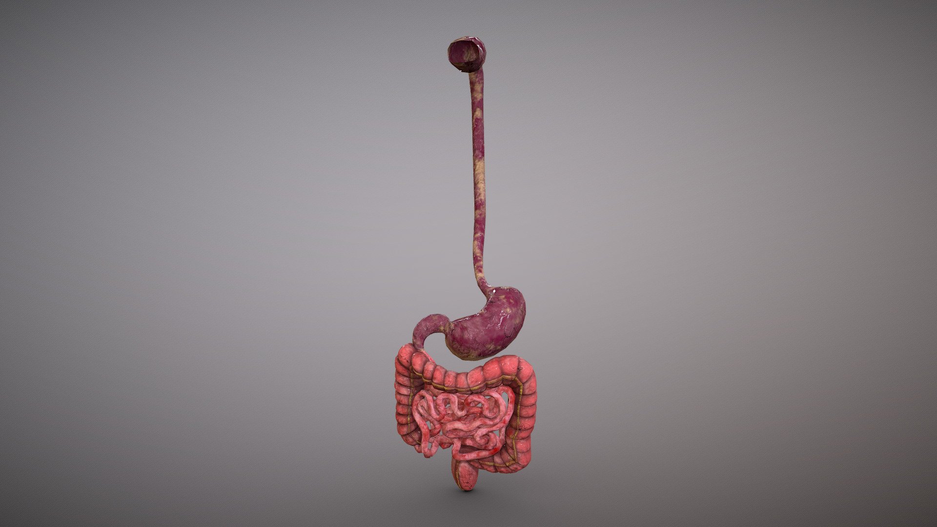 human-stomach-realistic-anatomy-buy-royalty-free-3d-model-by-erebus3d