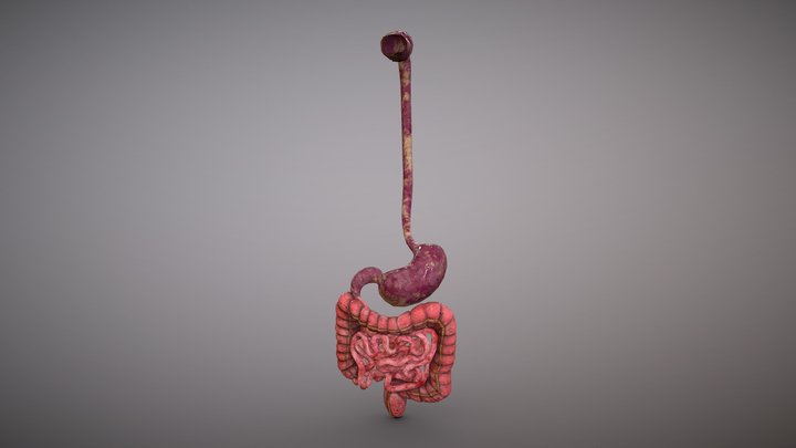 Human Stomach Realistic Anatomy 3D Model