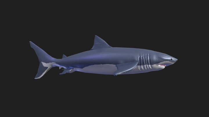 Sharkie 3D Model