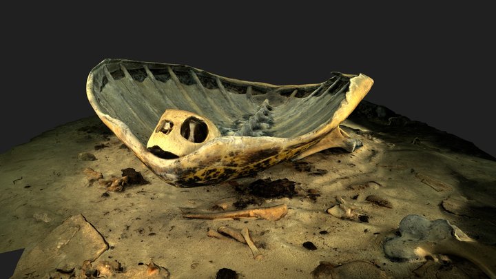 Turtle Shell 3D Model