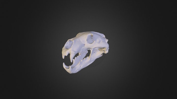 White Bear Skull 3D Model