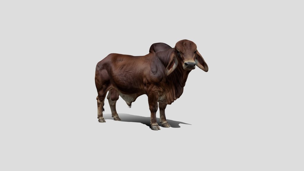 Red Brahman Bull 3D Model Free