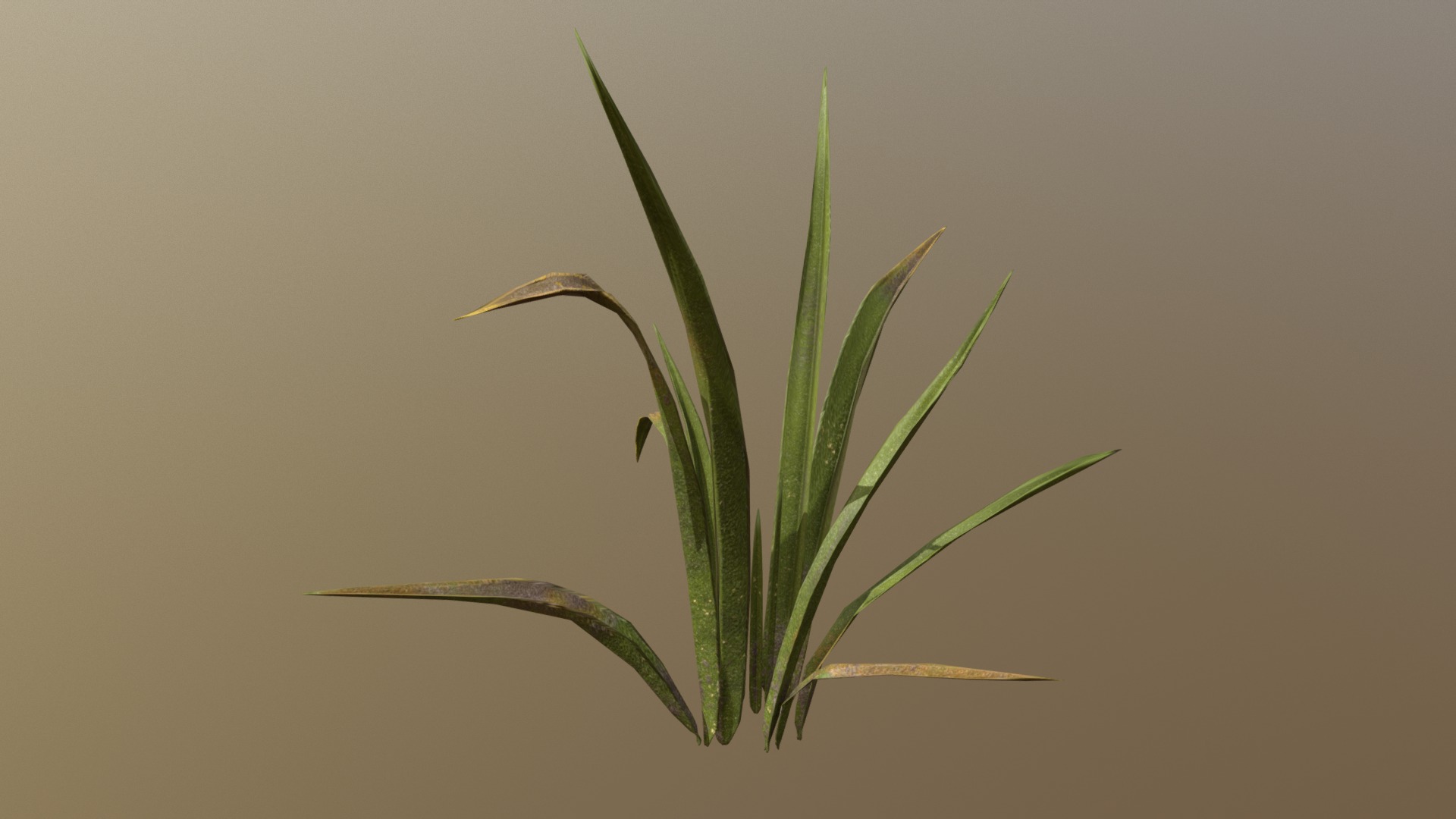 3D model Grass - This is a 3D model of the Grass. The 3D model is about a plant with long leaves.