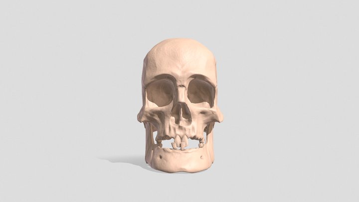 Stylized Skull (Elder) 3D Model