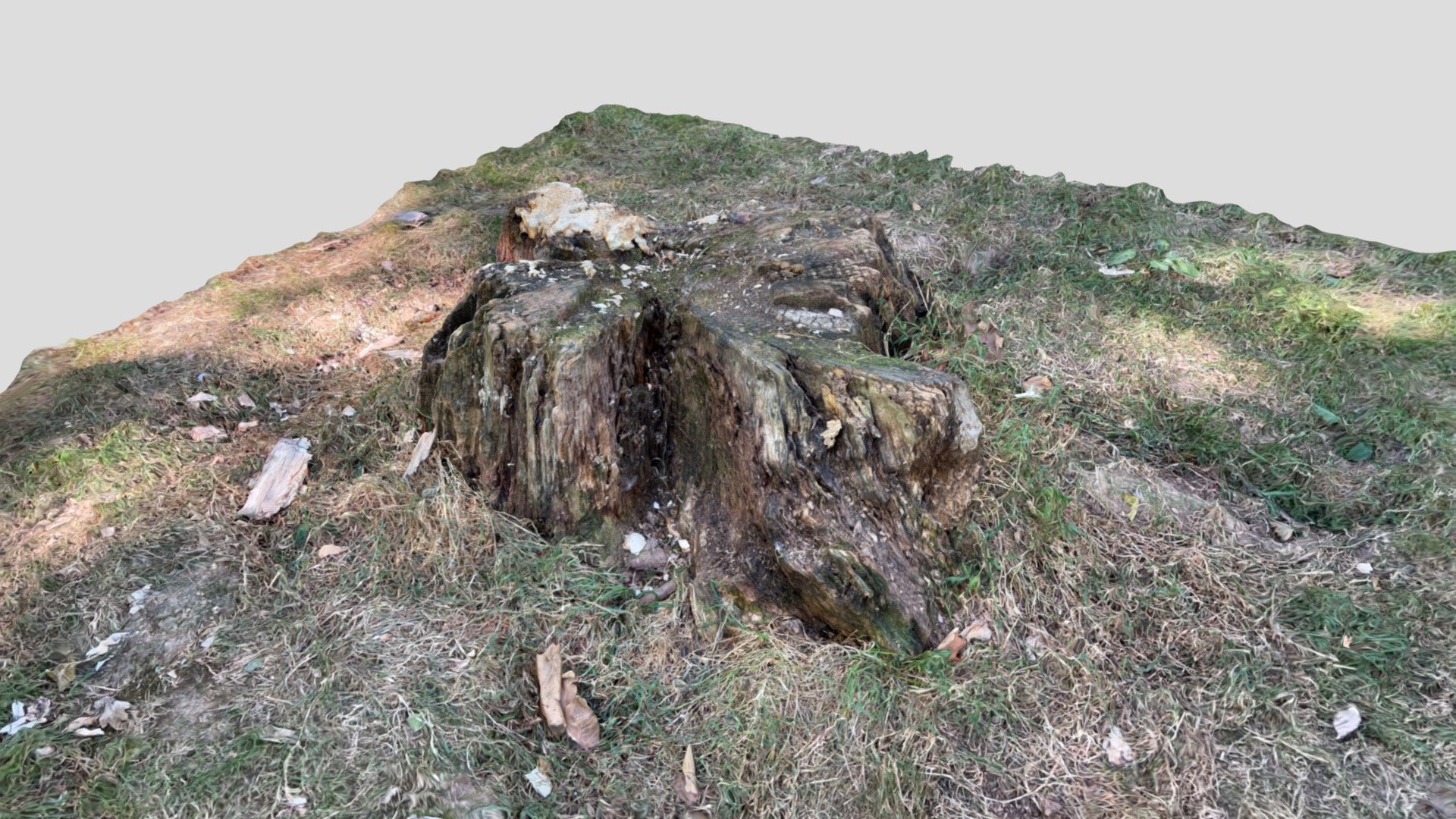 Realistic Tree Stump Buy Royalty Free 3D Model By Lee Gray   D846142ae5ae4dd69d1dd88e27dd2aee 