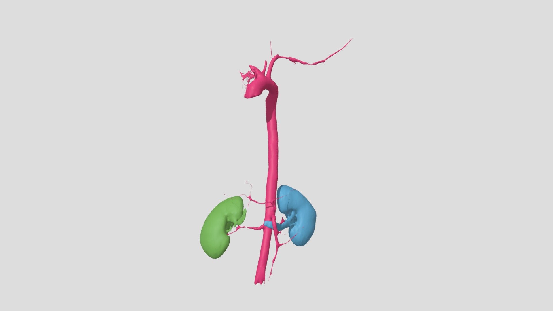 Kidneys & Aorta