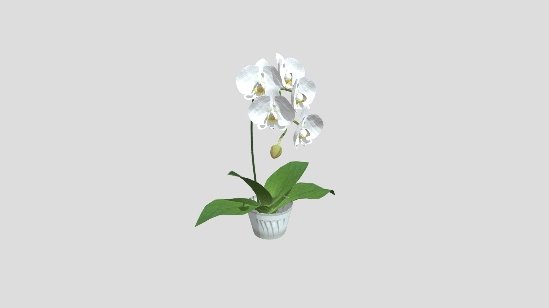 Orchid