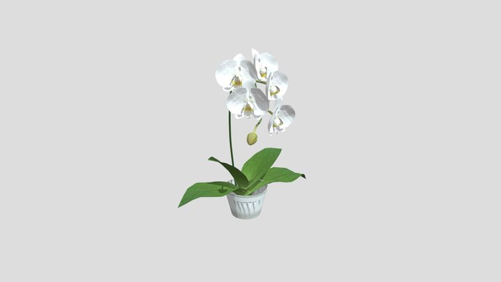 Orchid 3D Model