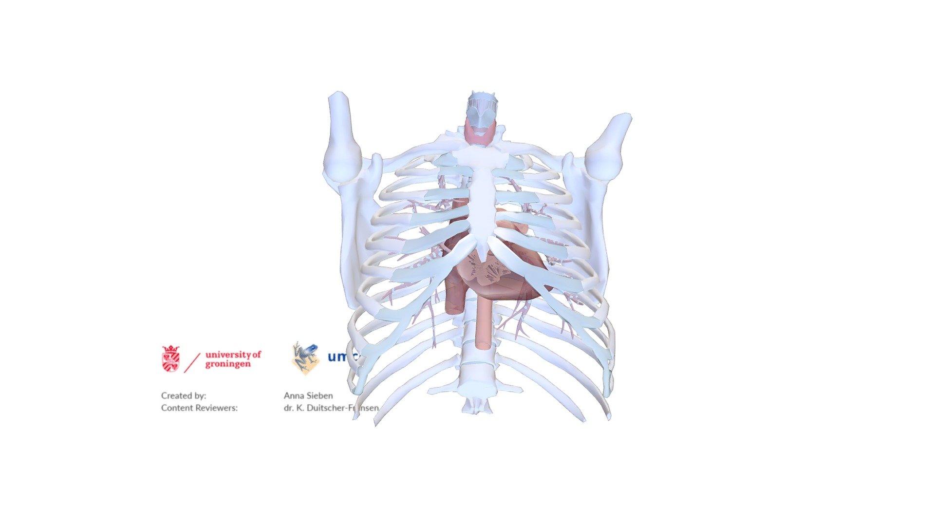 Heart in thorax, highlighting the valves, B - Download Free 3D model by ...