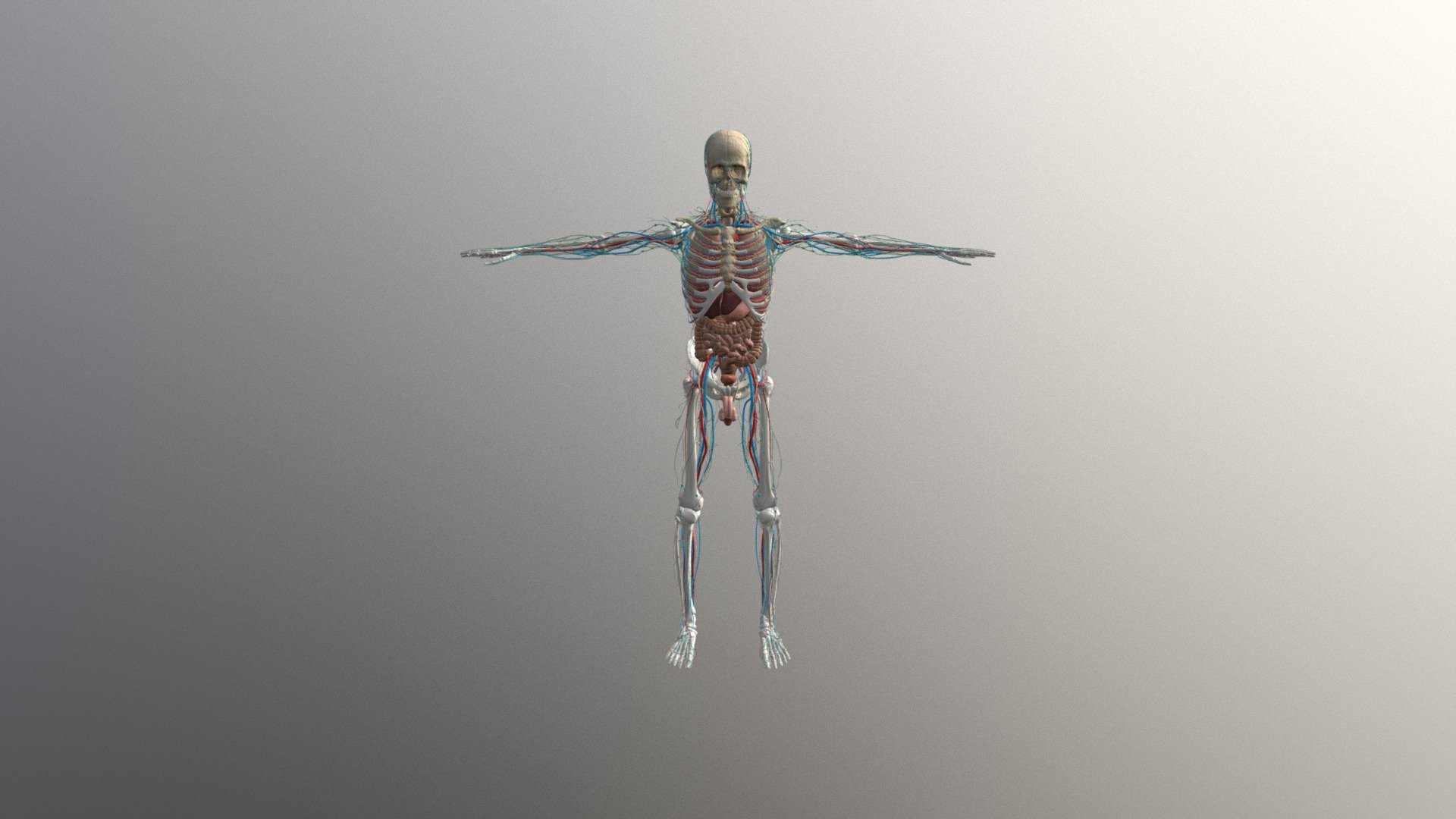 Male Anatomy