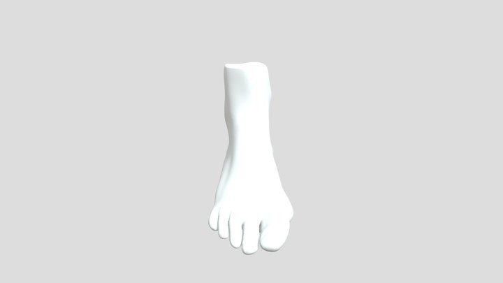 Human Foot Study 3D Model