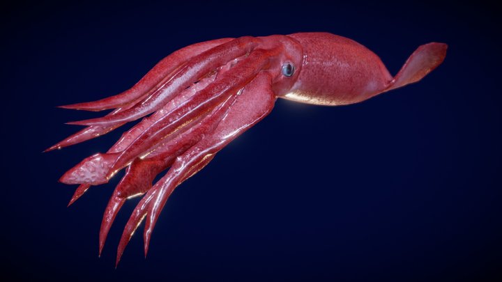 Giant squid 3D Model