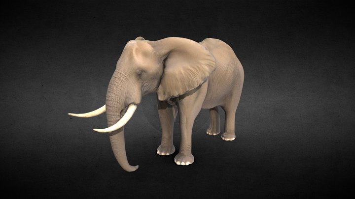 African elephant 3D Model