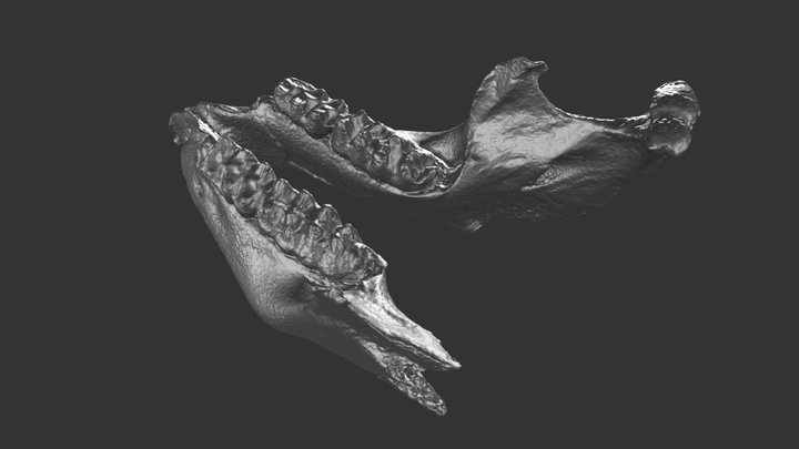 Mammut pacificus mandible 3D Model