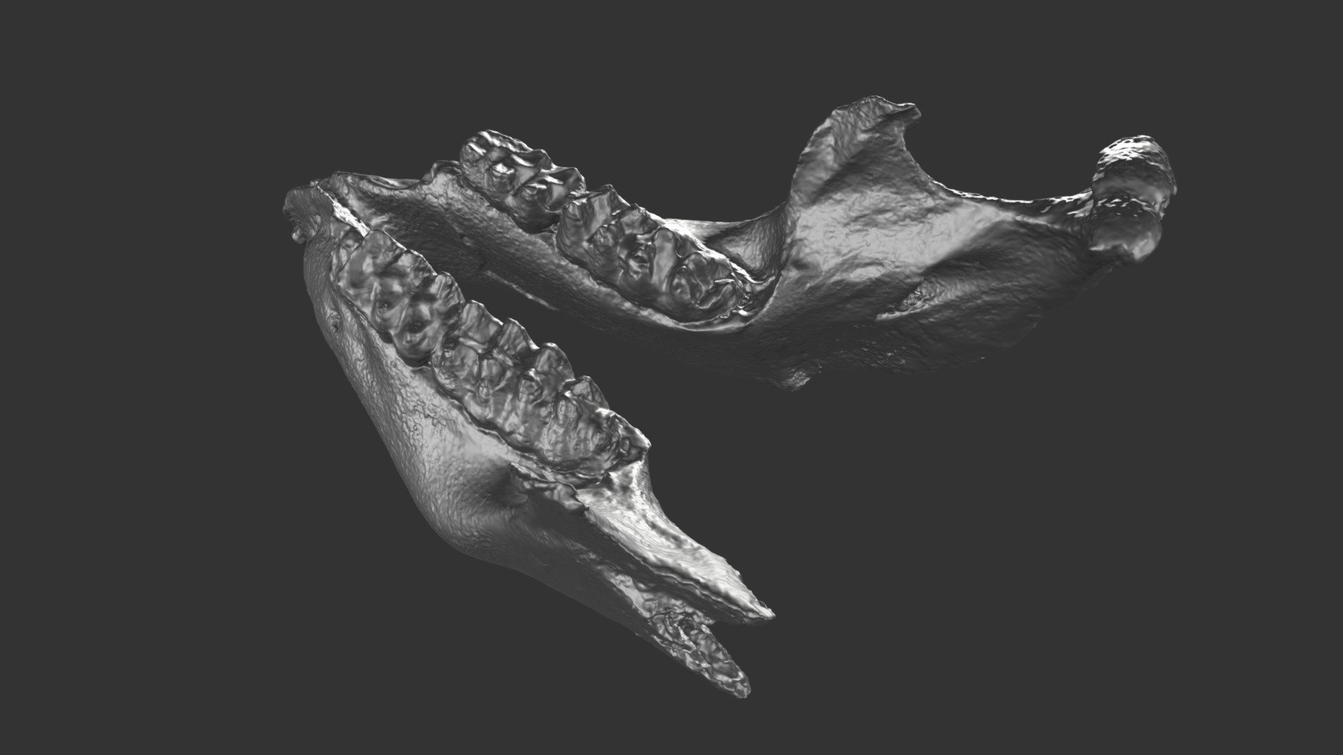 Mammut pacificus mandible