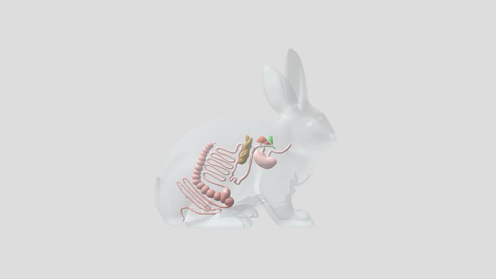 Rabbit Digestive System 3D Model
